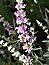 Vitex agnus-castus, M�nchspfeffer, F�rbepflanze, F�rberpflanze, Pflanzenfarben,  f�rben, Klostergarten Seligenstadt